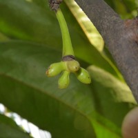 Sageraea thwaitesii Hook.f. & Thomson